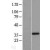 Western Blot: GDC Lysate [NBL1-16051] - Western Blot experiments. 
Left-Control; Right -Over-expression Lysate for SLC25A16